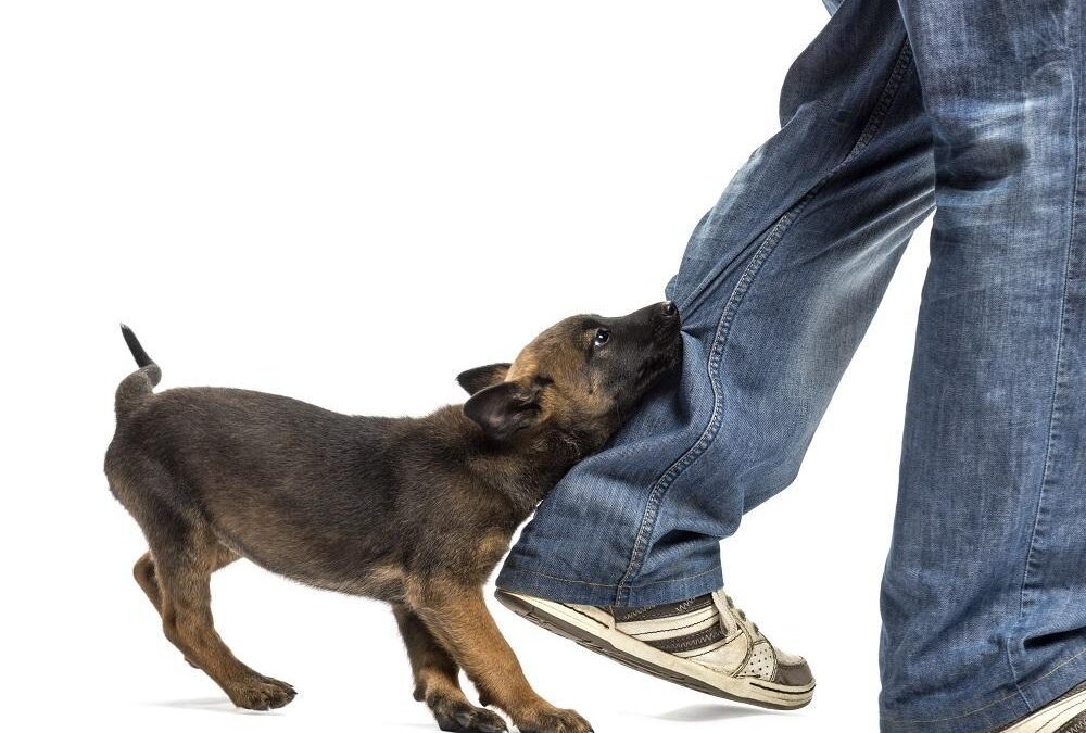 What to Do If You Are Bitten by a Dog: A Guide from Your Dog Bite Lawyers